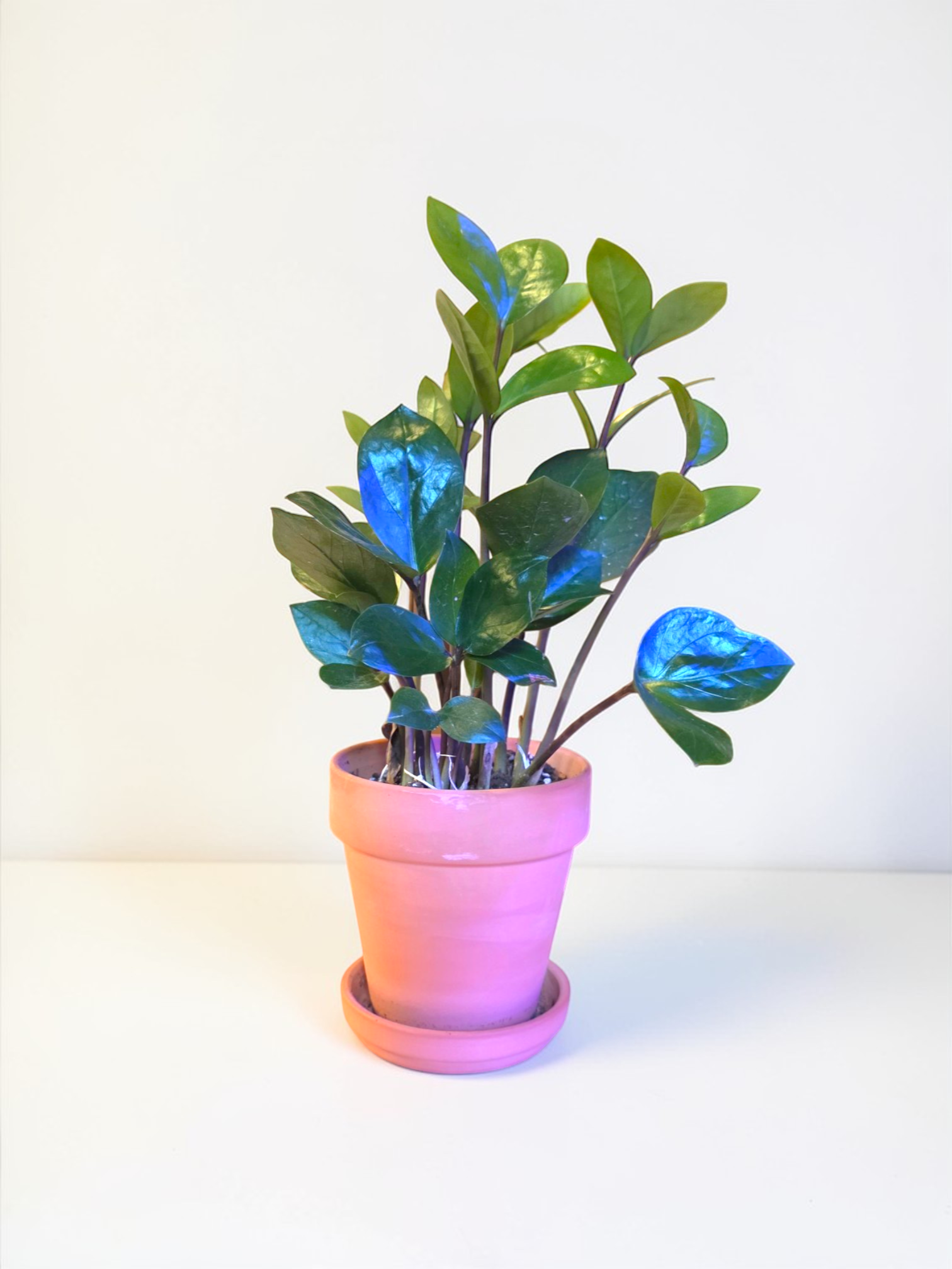 zz plant pot ZZ Plant in Terracotta Pot – Jason's Green Thumb Apothecary