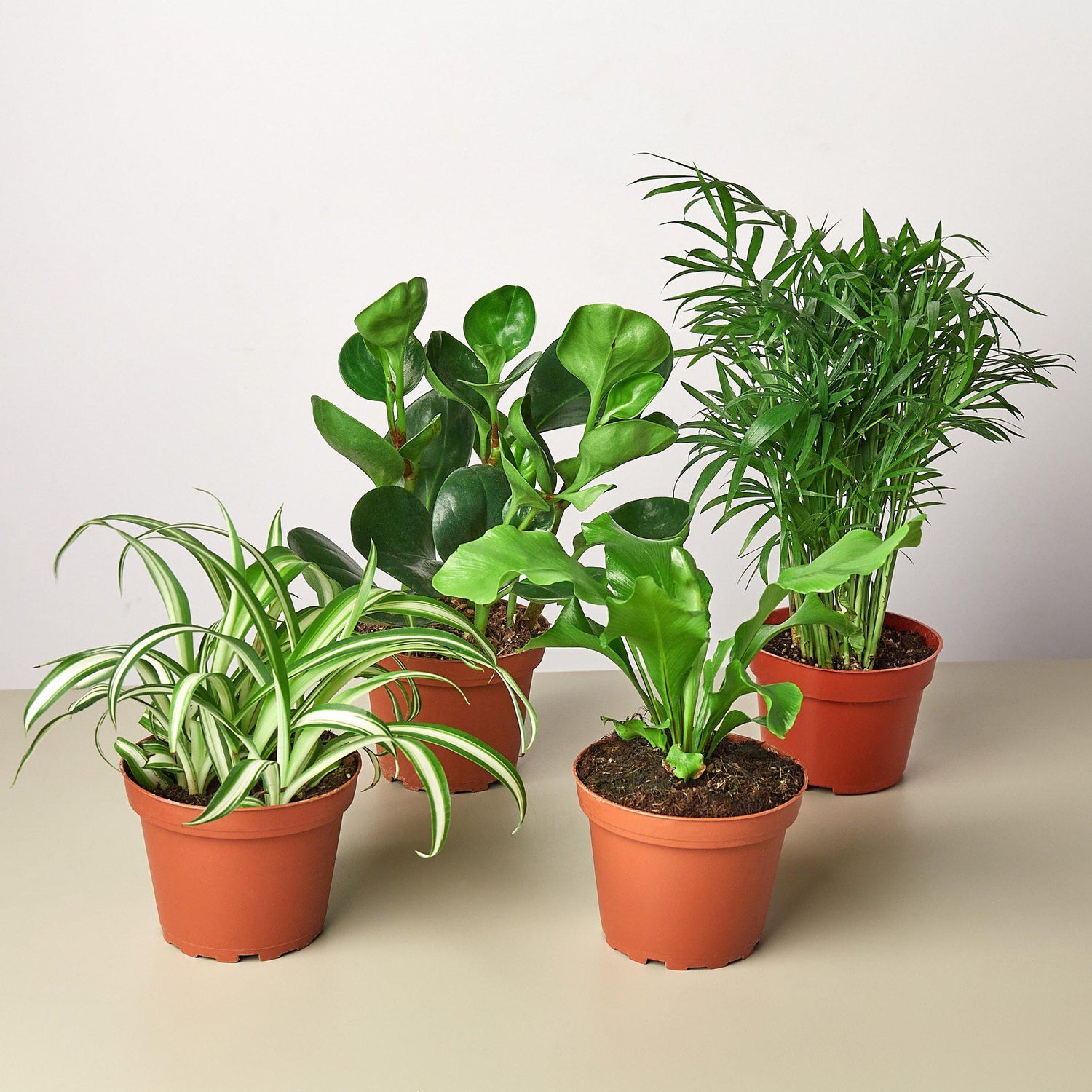 Pawfectly Green: Pet-Safe Plants
