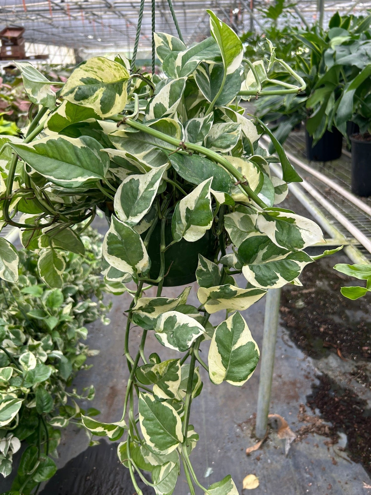 Hanging Beauties