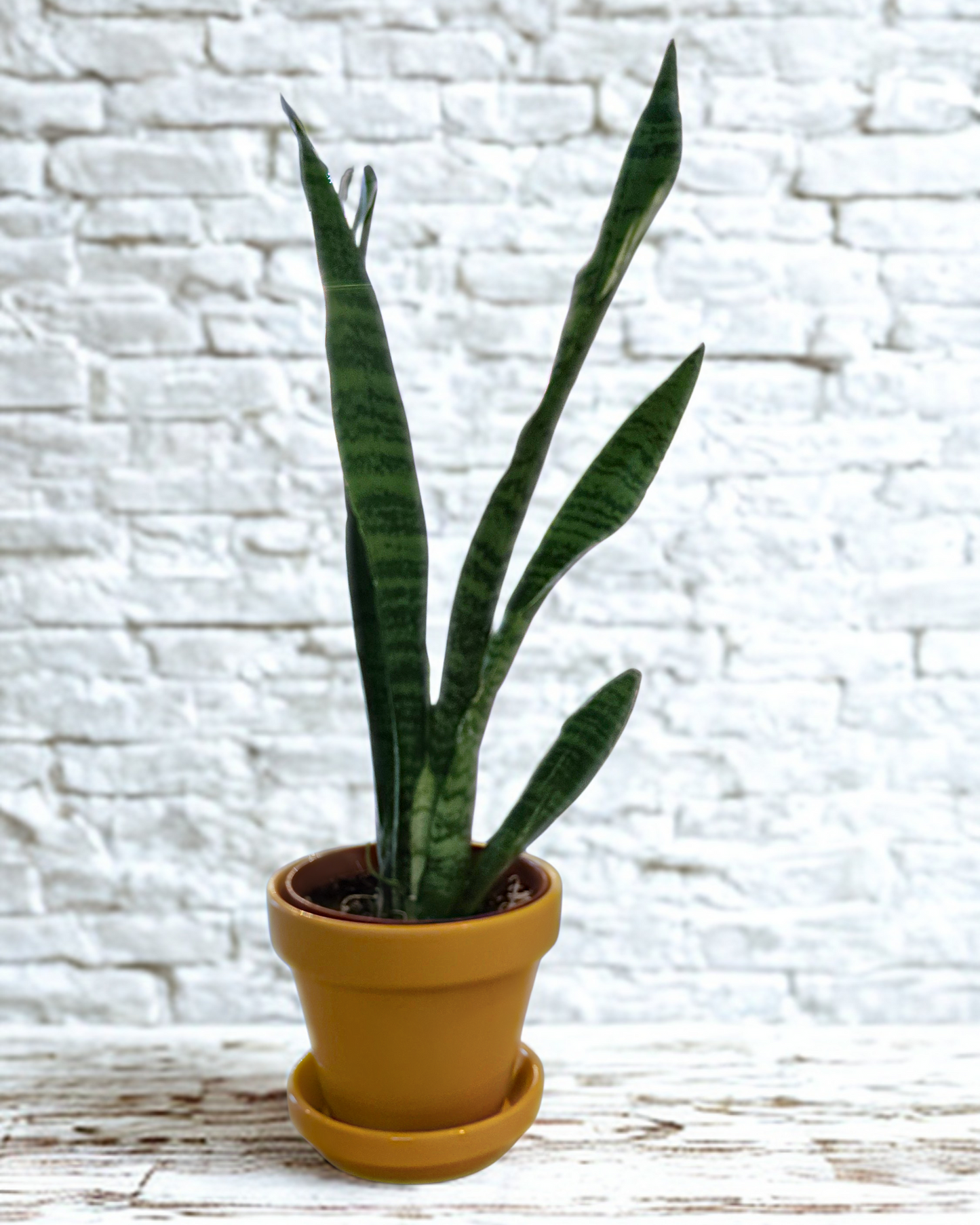 Snake Plant 'Zeylanica'