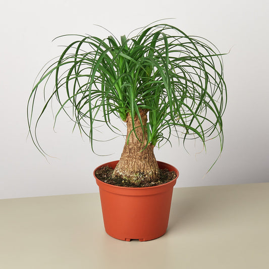 Palm Ponytail