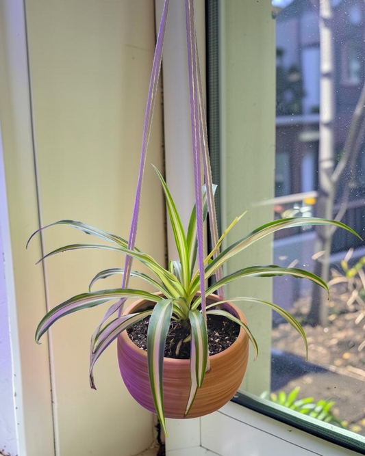 Spider Plant in Hanging Ceramic Pot
