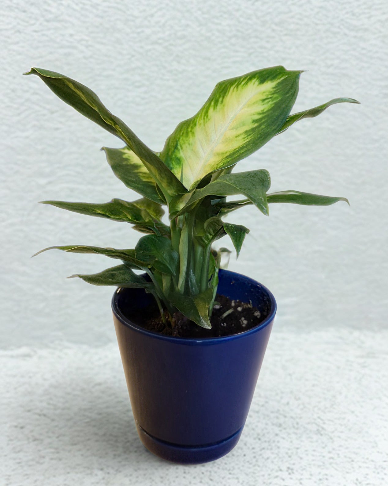 Dieffenbachia Camille in 4 inch Ceramic Pot