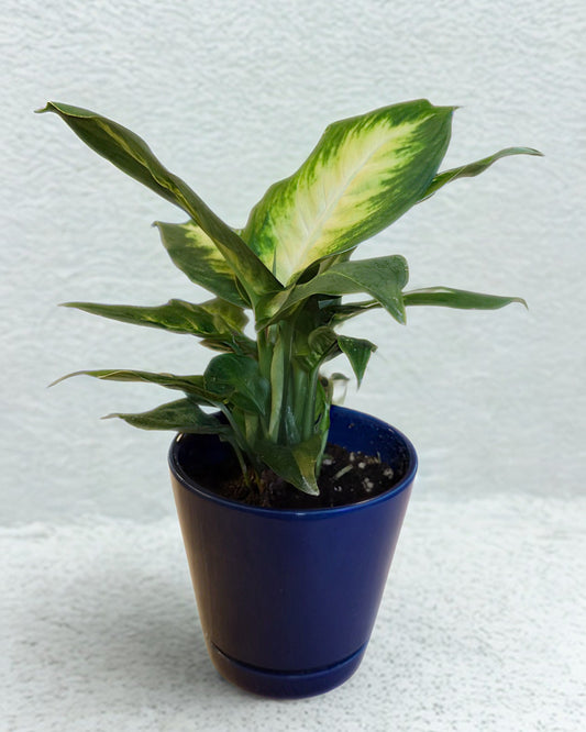 Dieffenbachia Camille in 4 inch Ceramic Pot