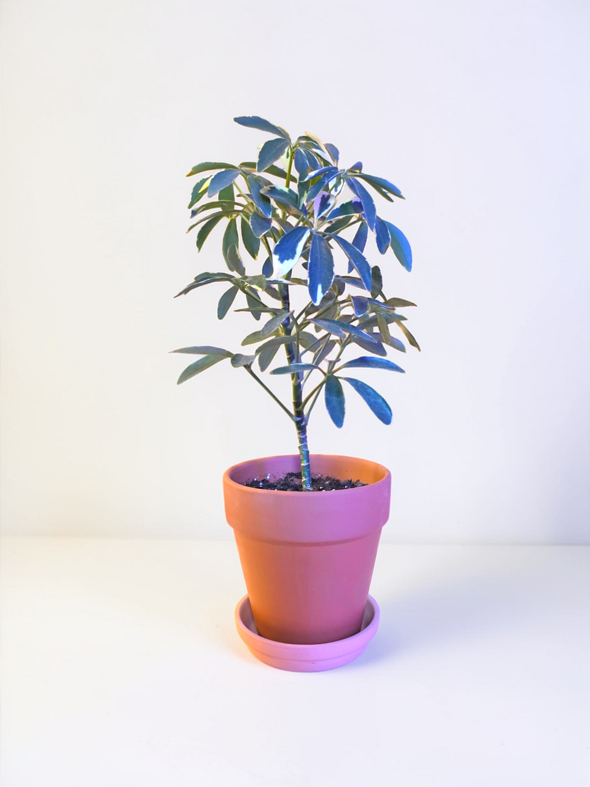Schefflera 'Umbrella Plant"
