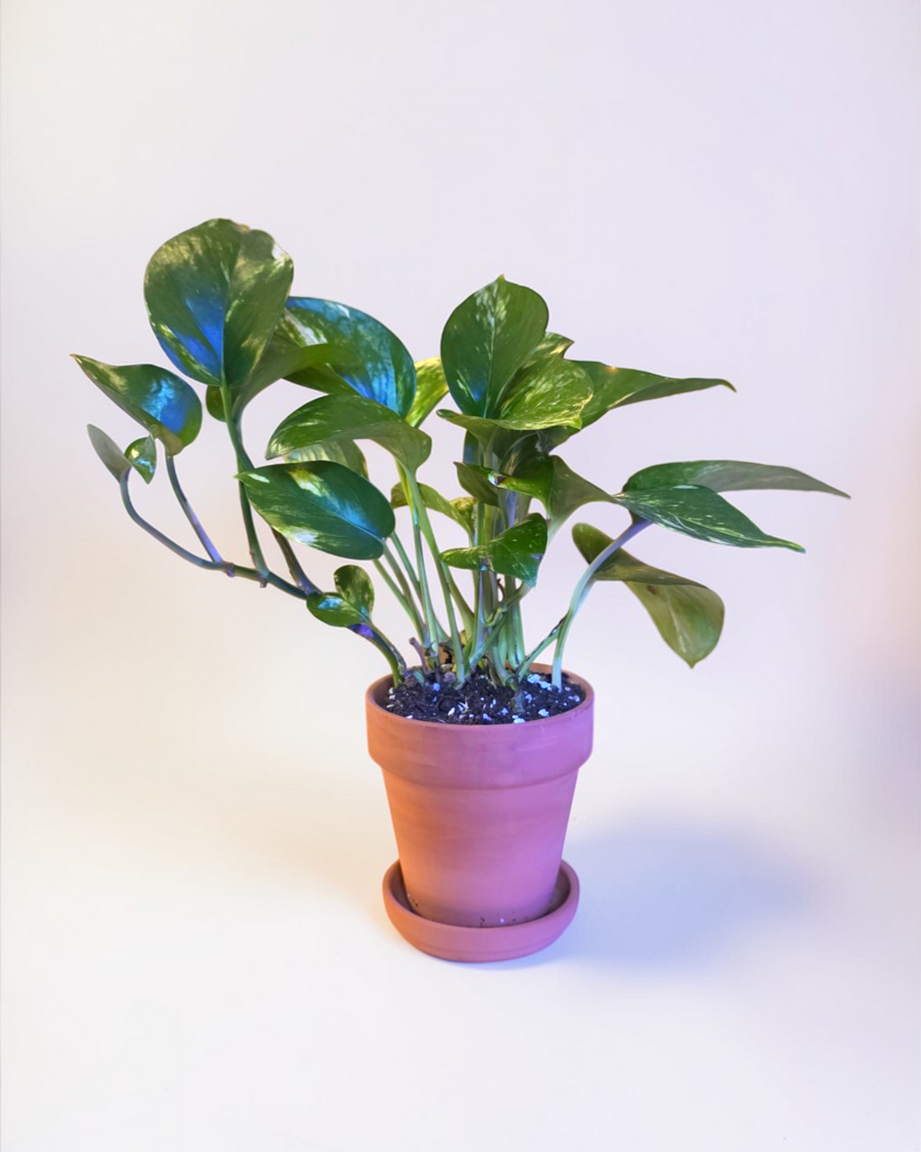 Pothos Golden