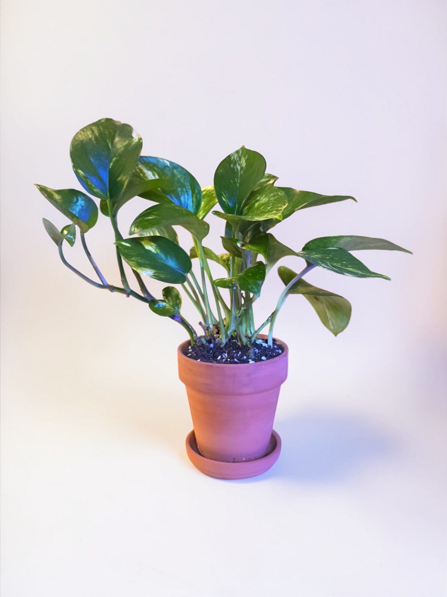 Pothos Golden in Terracotta Pot