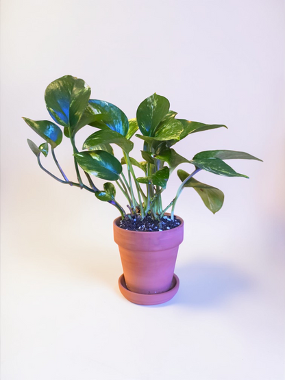 Pothos Golden in Terracotta Pot