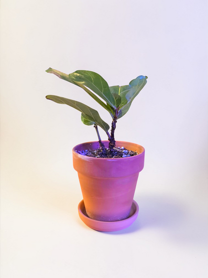 Ficus Lyrata
