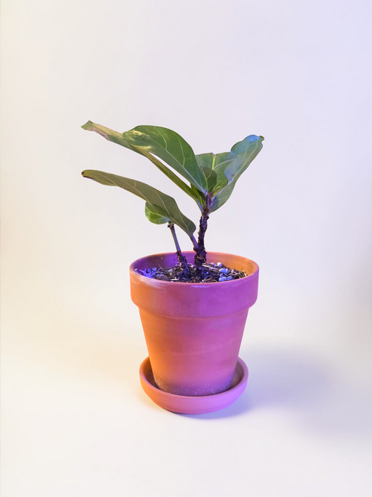 Ficus Lyrata