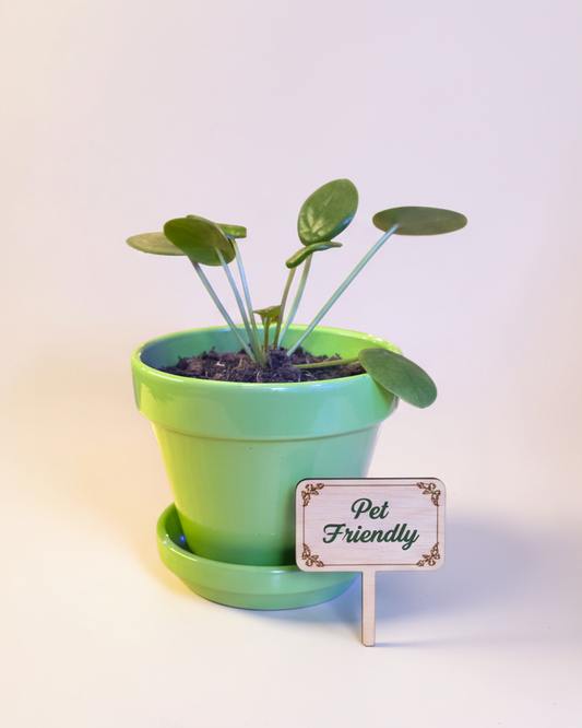 Pilea Peperomoides