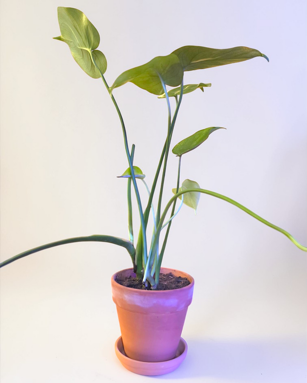 Philodendron Monstera