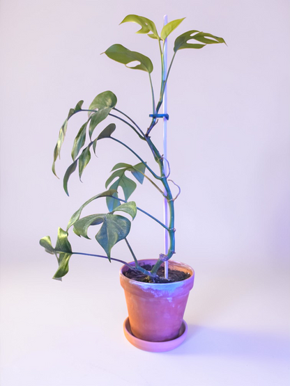 Mini Monstera
