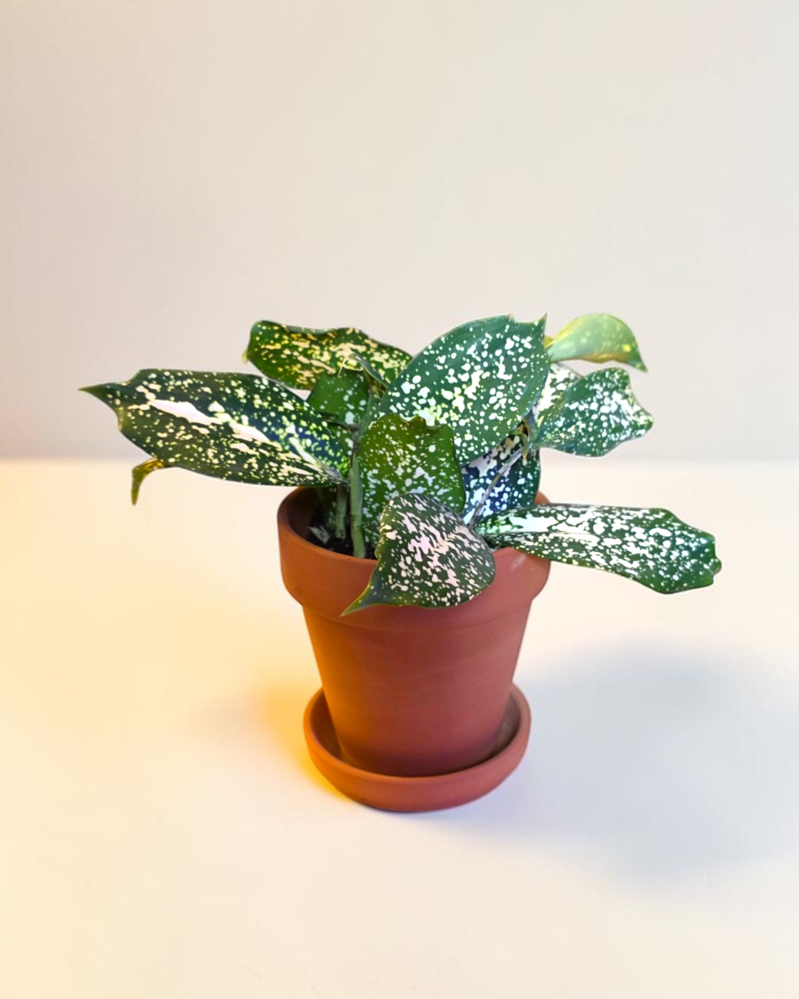 Florida Beauty Dracaena in 4 inch Ceramic Pot