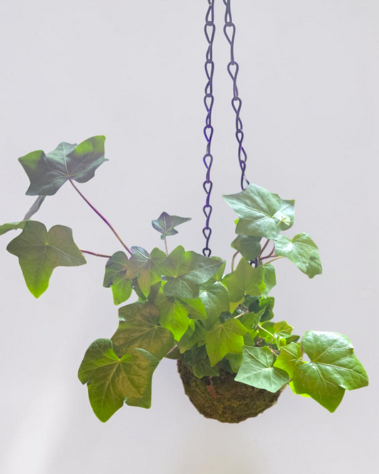 California Fan Ivy Kokedama Moss Ball