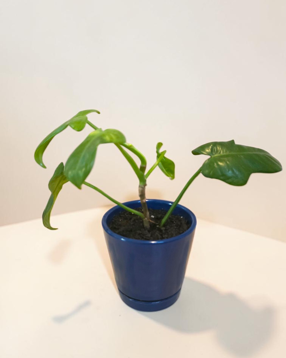 Philodendron Bipennifolium in 4 inch Ceramic Pot
