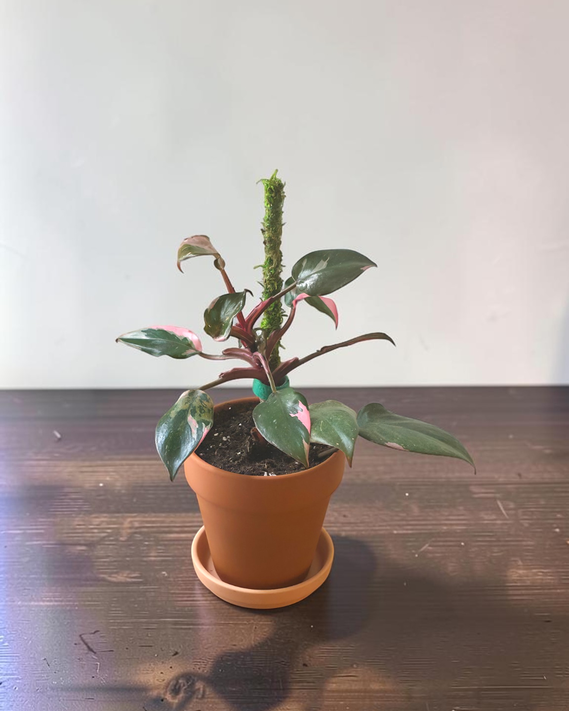 Philodendron Pink Princess in Terracotta Pot
