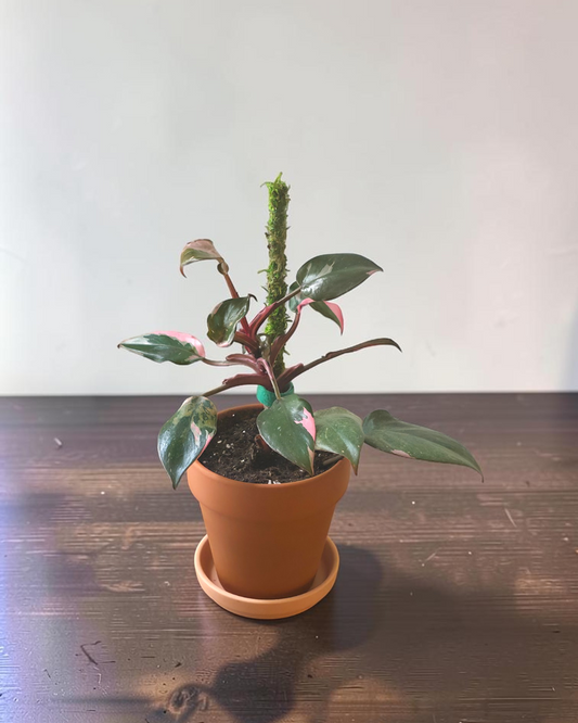Philodendron Pink Princess in Terracotta Pot