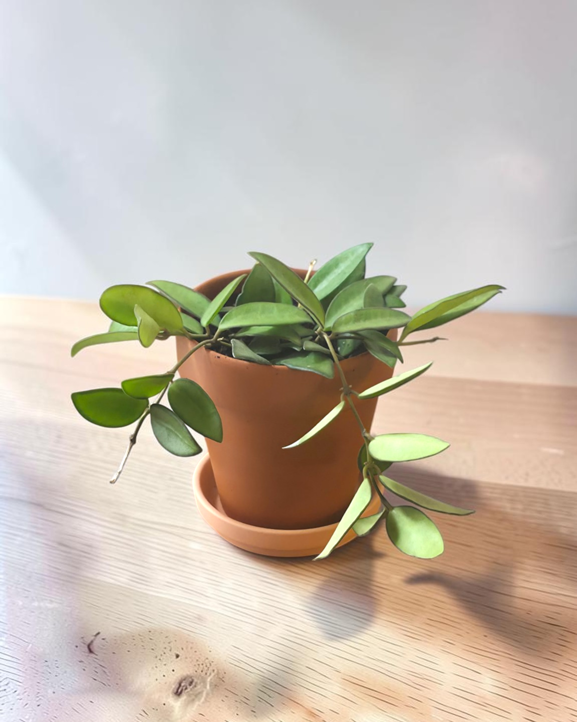Hoya Hybrid in Terracotta Pot