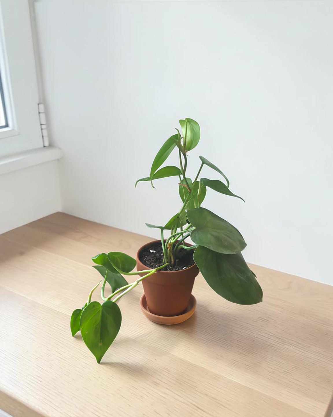 Heartleaf Philodendron in 4” Pot