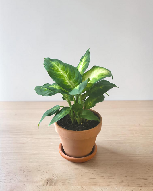 Dieffenbachia Camille in 5 inch Terracotta Pot