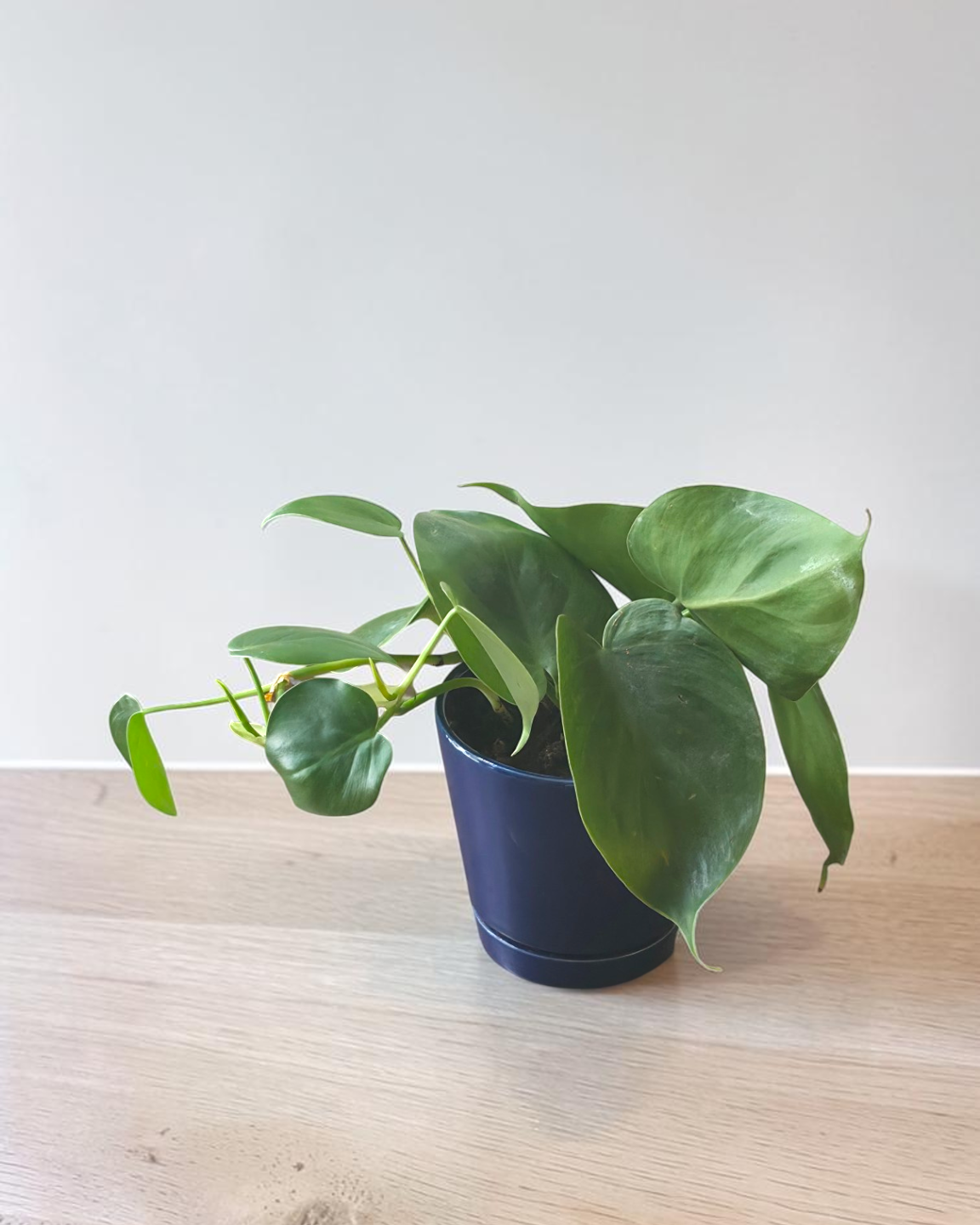 Heartleaf Philodendron in 4” Pot