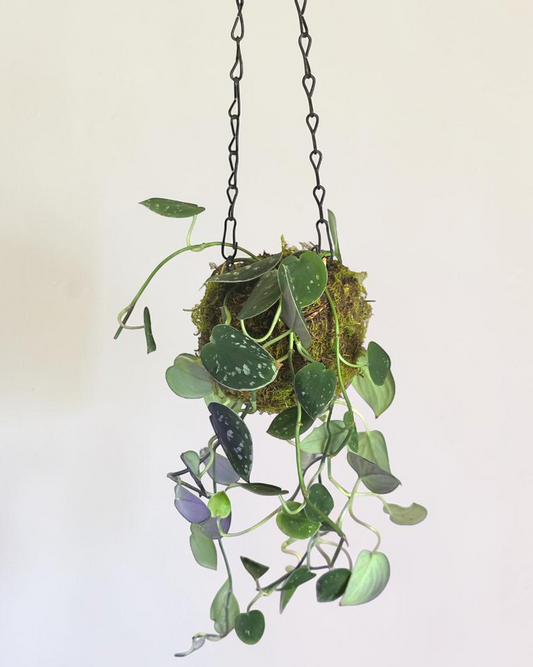 Silver/Satin Pothos in Kokedama Moss Ball