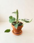Silver Pothos in 4" Terracotta Pot