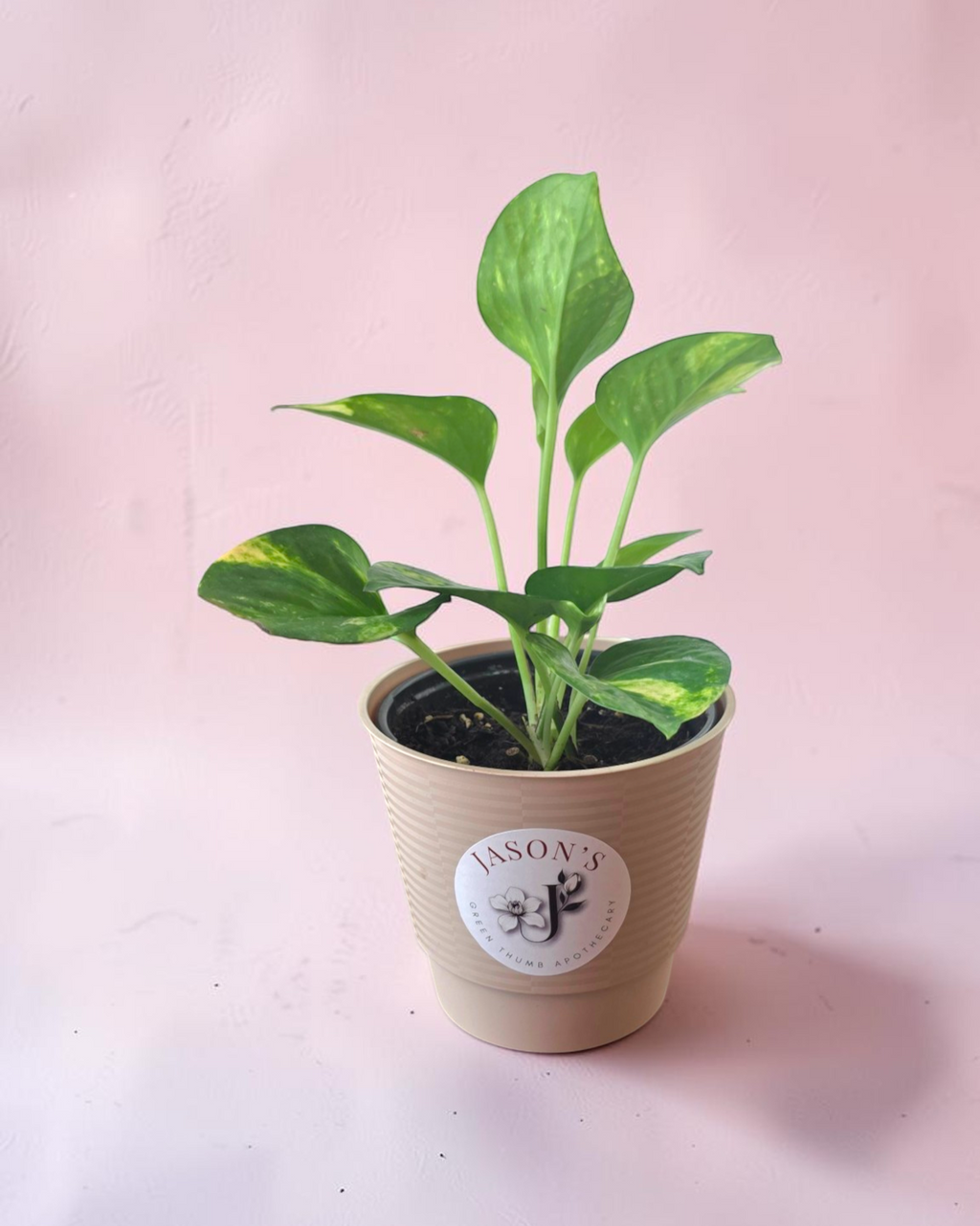 Pothos Golden