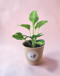 Pothos Golden