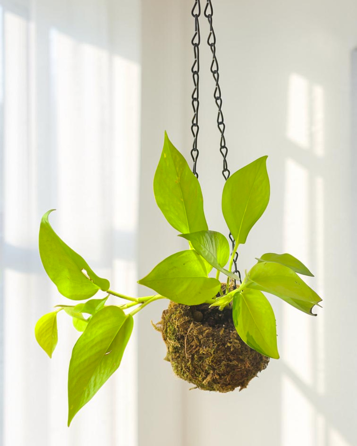 Neon Pothos in Kokedama Moss Ball