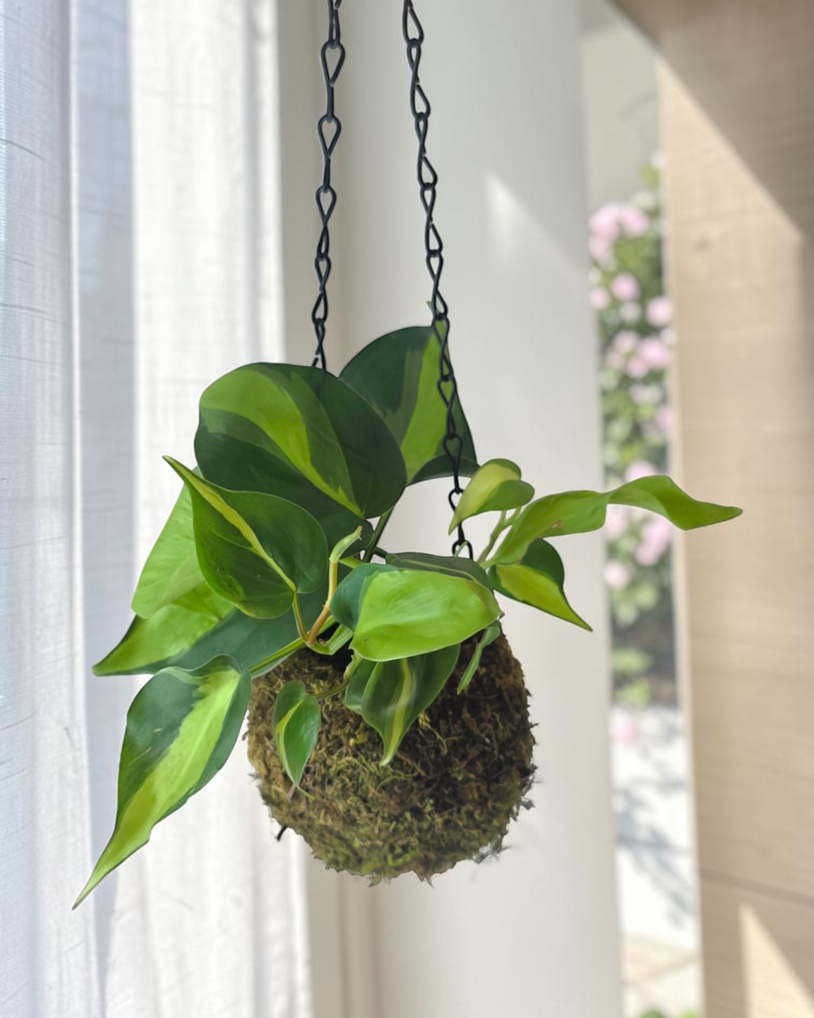 Philodendron Brazil in Kokedama Moss Ball