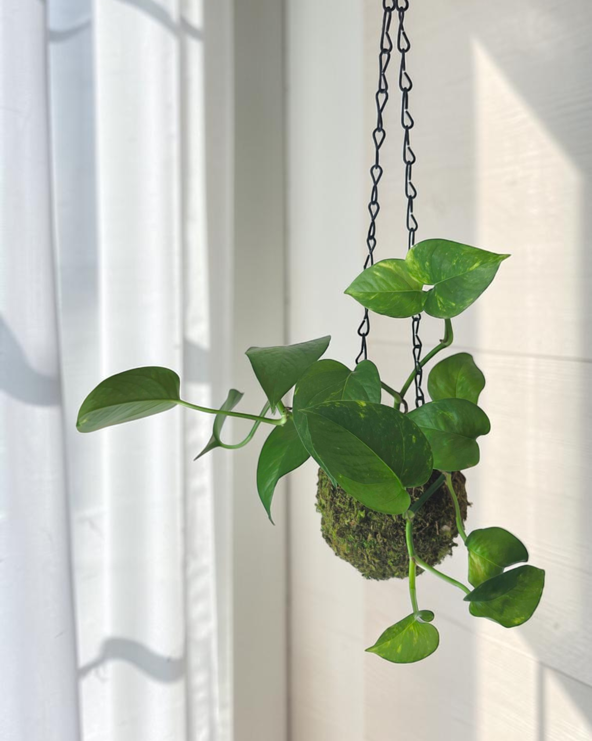 Golden Pothos in Kokedama Moss Ball