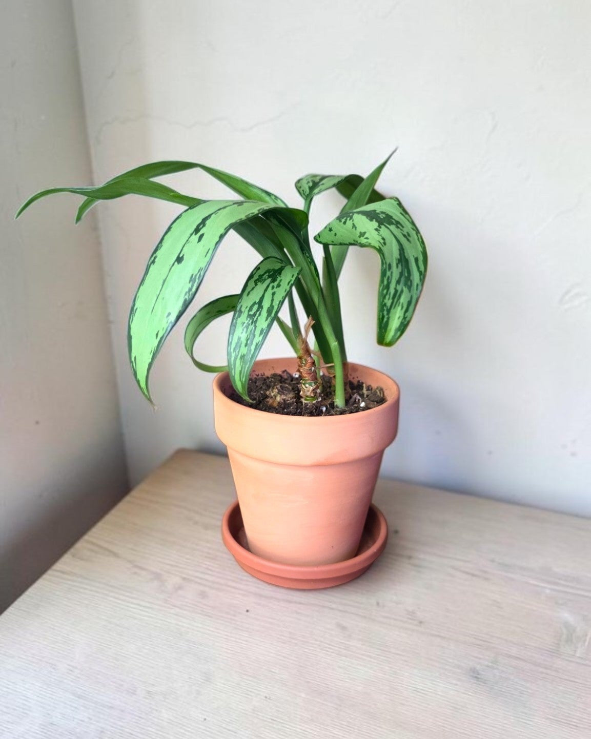 Silver Queen Aglaonema in Terracotta Pot