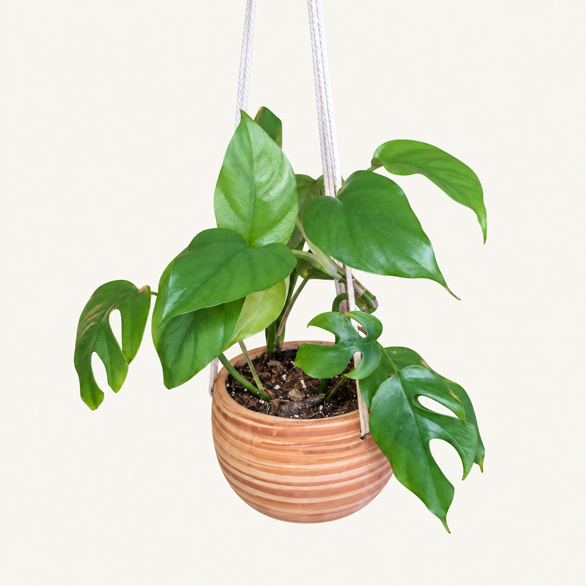 Mini Monstera in 5-Inch Hanging Ceramic Pot