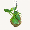 Golden Pothos in Kokedama Moss Ball