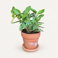 Variegated Teardrop Peperomia (Pet Friendly)