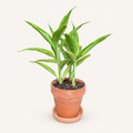 Dracaena Sanderiana in 4 inch Terracotta