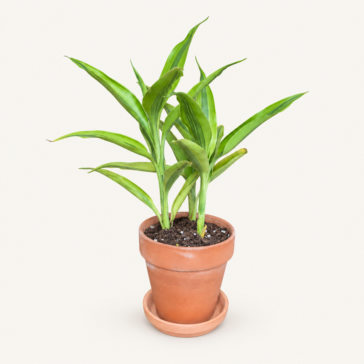 Dracaena Sanderiana in 4 inch Terracotta
