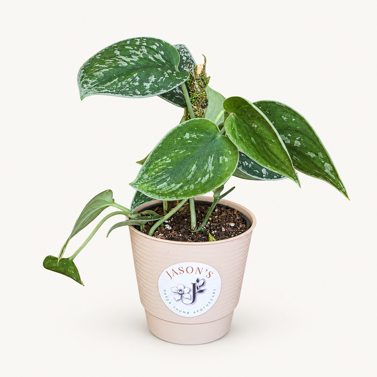 Silver Pothos in 4" Nursery Pot