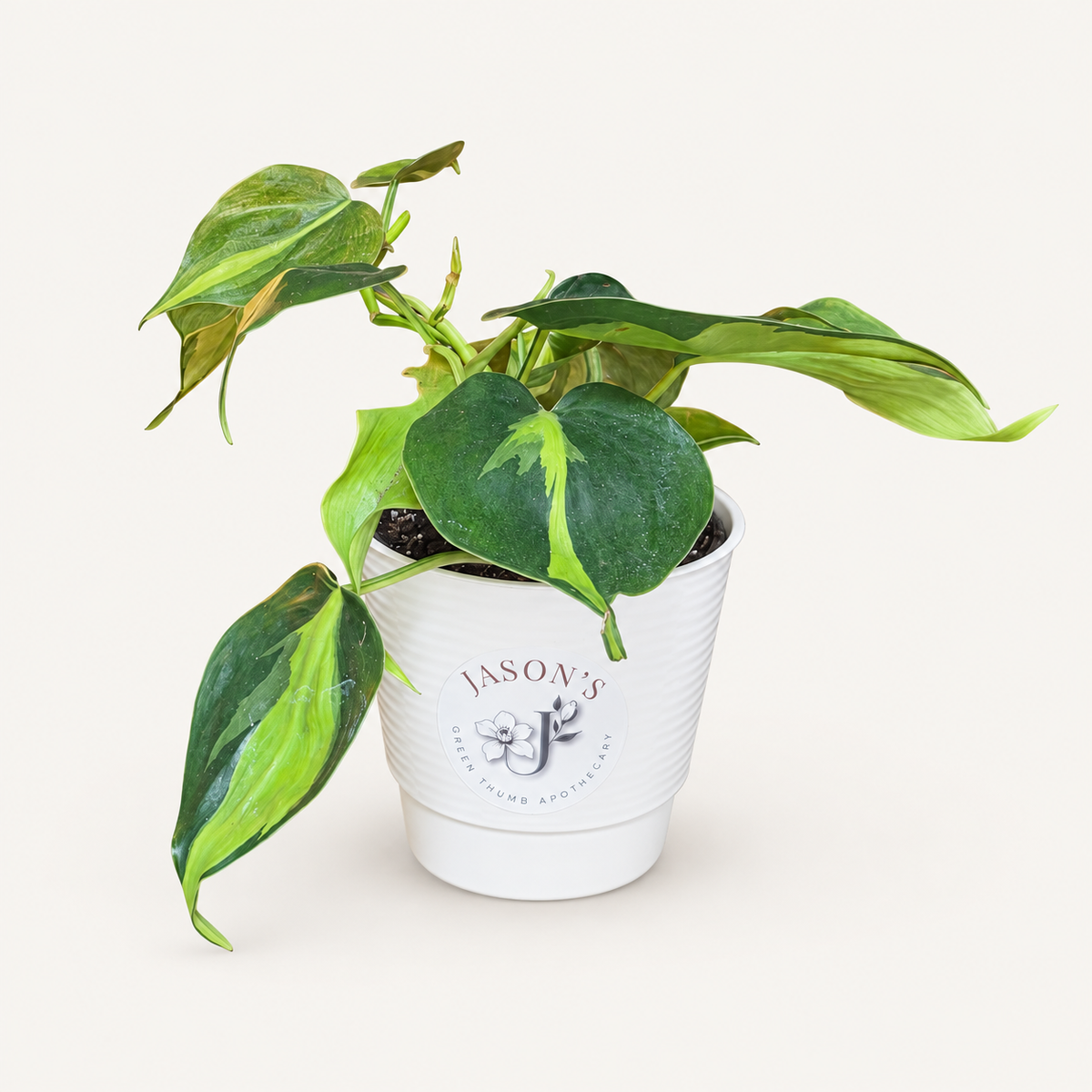 Philodendron Brasil in 4-Inch Nursery Pot