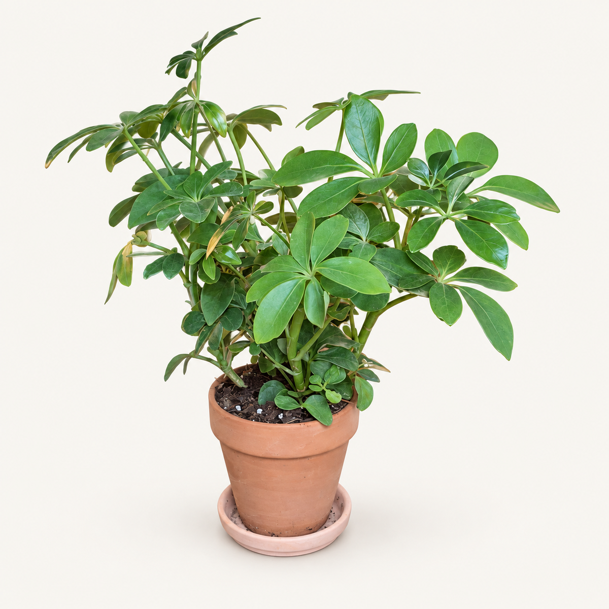 Hawaiian Schefflera in 4 inch Terracotta