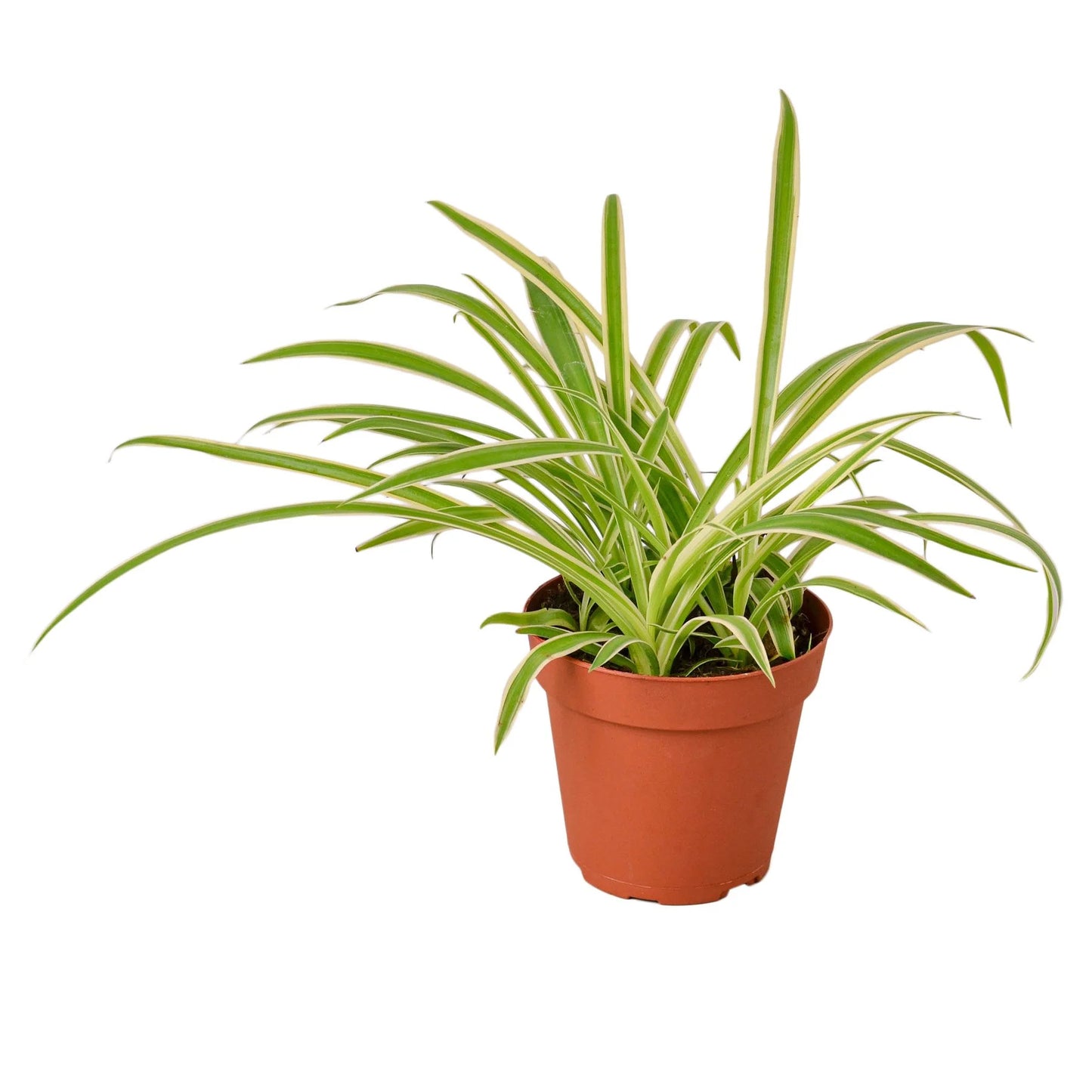 Spider Plant 'Reverse'