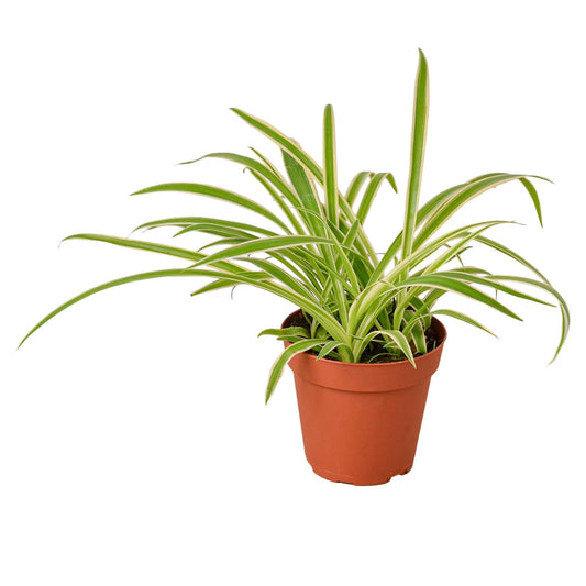 Spider Plant 'Reverse'