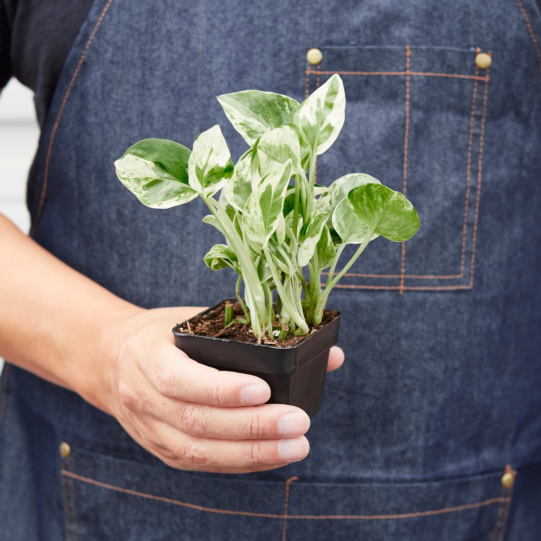 njoy pothos near me Pothos 'N'joy' – Jason's Green Thumb Apothecary