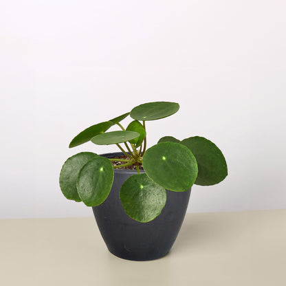 Pilea Peperomioides 'Chinese Money'