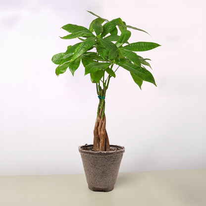 Money Tree 'Guiana Chestnut' Pachira Braid