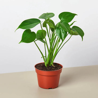 Philodendron Monstera