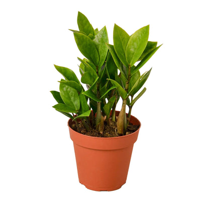 ZZ Plant in Terracotta Pot
