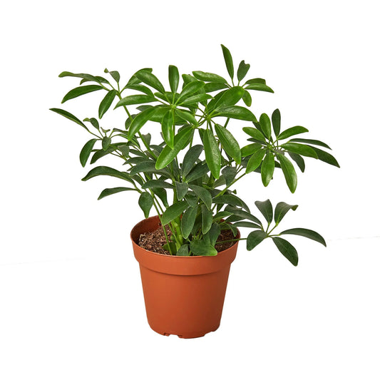 Schefflera 'Umbrella Plant"